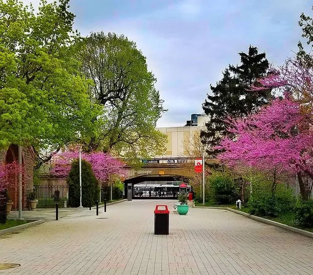 York Campus blossom