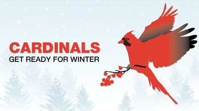 Section Winter Session Header